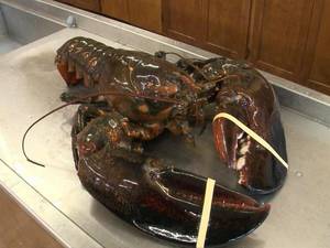 Wholesale insulators: Live Maine Lobster