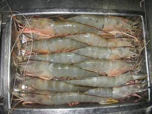 Wholesale iqf shrimp: Vannamei Shrimp