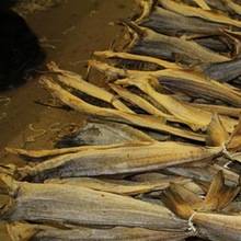 100% Dry Stock Fish / Norway Dried Stockfish by Spinel Company