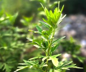 Wholesale brain health: Wormwood Essential Oil, Wild Crafted, Natural From Nepal