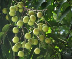 Wholesale fungi removal: Soapberry Shells, Soap Nuts Shells Wholesale Supplier From Nepal