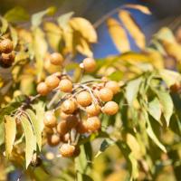 Soapberry Shells, Soap Nuts Shells Wholesale Supplier From Nepal 2