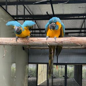 Wholesale conures parrots: African Gray Parrot,Parrot Eggs for Sale
