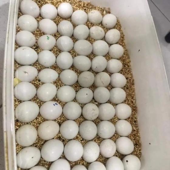 Parrots and Eggs for Sale(id:11672629). Buy Canada parrot eggs for sale ...