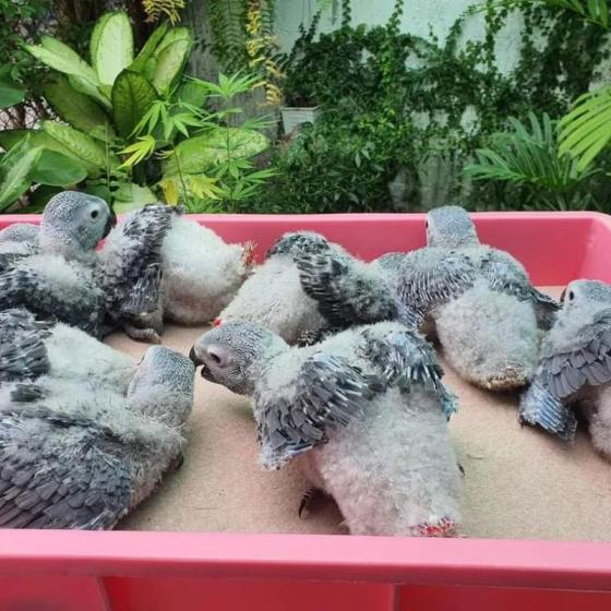 Parrots and Parrots Eggs for Sale(id:11672642) Product details - View ...