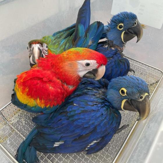 Parrots and Fertile Parrot Eggs for Sale(id:11672686) Product details ...