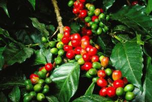 Wholesale Bean Products: Nova Gardens Coffee