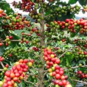 Wholesale Bean Products: Coffee