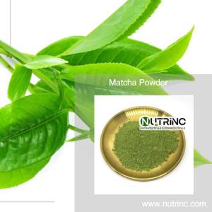 Wholesale Tea: Matcha Powder