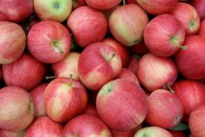 Wholesale fruits: Fresh Apples ( Fuji,Gala,Red,Delicious Apples).