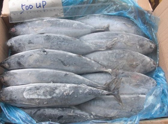 Whole Round Frozen Fish From Poland (different Types).(id:10121045 