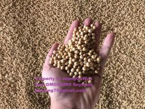 Wholesale Beans: SoyBean , Gmo and Non Gmo