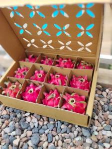 Wholesale plastic fruit packing: Premium Red Dragonfruit From Indonesia