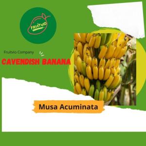 Wholesale plastic container: Cavendish Green Banana Premium Fresh Fruits