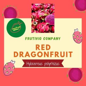 Wholesale indonesia: Fresh Premium Red Dragonfruit Tropical Fruits From Indonesia Fruitvio CV Corby Anugerah Nusa