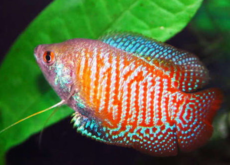 wholesale tropical fish to the public