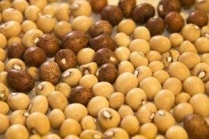 Wholesale beans: Bambara Beans