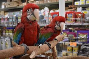 Wholesale wings: Gree Winged Macaw for Sale