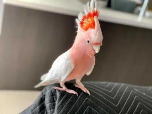 Wholesale Poultry & Livestock: Major Mitchelle Cockatoos and Toys for Sale