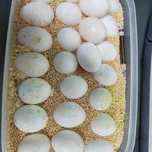 amazon parrot eggs