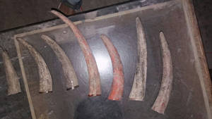 Wholesale others: Buffalo Horn