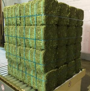 Wholesale Hay: Grade A Lucerne Bales for Sale Whatsapp +27631521991