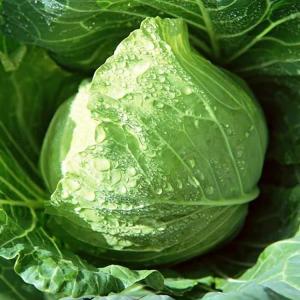 Wholesale fresh cabbage: Fresh Cabbage From Shandong