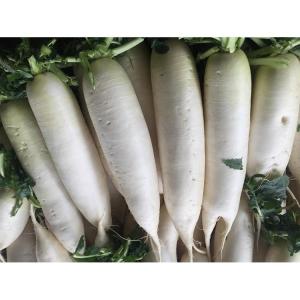Wholesale china carrot: Organic Fresh Radish