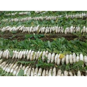 Wholesale new crop carrot: New Crop Fresh Radish