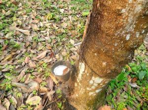 Wholesale for rubber: Natural Rubber