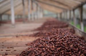 Wholesale doors: Cacao Beans