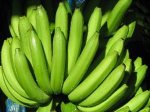 Wholesale cavendish: Fresh Cavendish Bananas