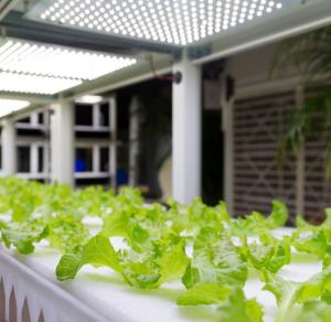 Wholesale led: LED Light for Plant Growth (Toplight)