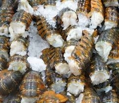 Wholesale lobsters: Frozen Lobster Tail