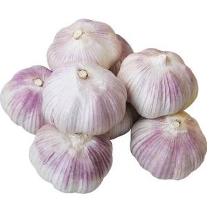 Wholesale garlic: Best Fresh Natural Garlic Price - New Crop/Hot Sales From Egypt
