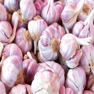 Wholesale dry: Garlic in Bulk for Import/Export in Low Price