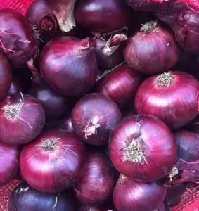Wholesale frozen vegetables: Fresh Onions / Red and Yellow Onions for Sale / 2021 Crop