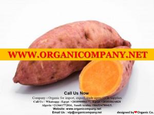 Wholesale fresh potatoes: Fresh Beauregard Sweet Potato, Crop 2021, Best Prices