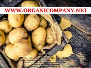 Wholesale document package: Egyptian Fresh Potatoes, Crop 2021, Best Prices