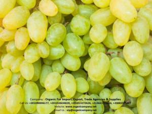 Wholesale sweets: Fresh Grapes Egyptian Crop 2021 Hot Sale, Wholesale Sweet Fresh Table Grapes