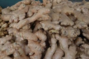 Wholesale ginger: Fresh Ginger