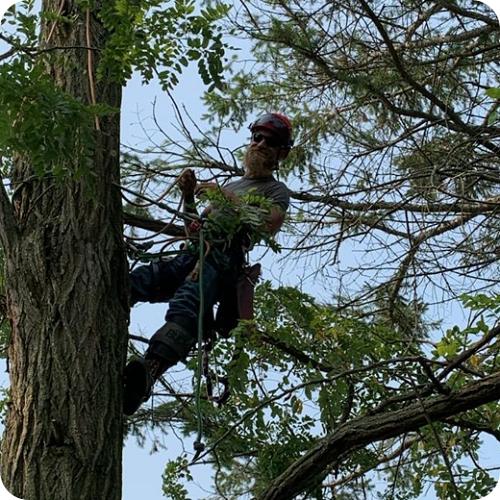 Otto Tree Service LLC