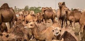 Wholesale cashmere fiber: Camels for Sale