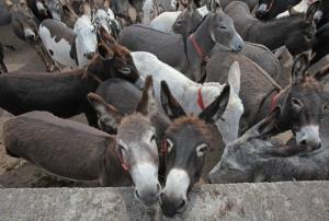 Wholesale trims: Donkeys for Sale