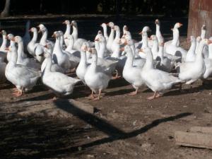 Wholesale filling: Ducks