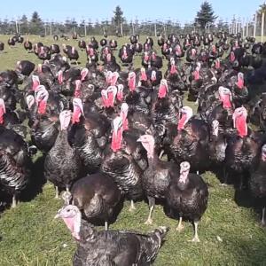 Wholesale breasts: Turkeys