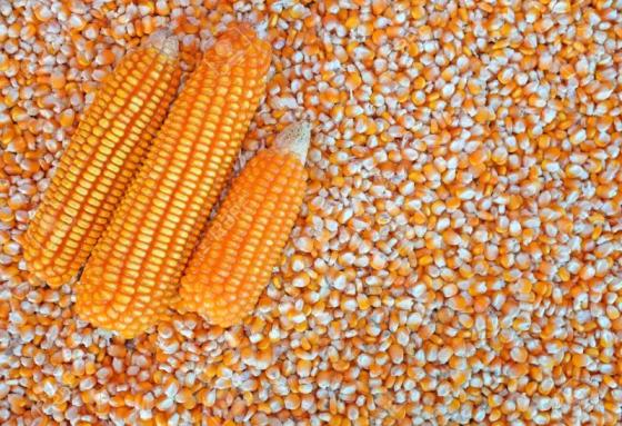 Sell real Yellow Corn/Maize For Animal Feed