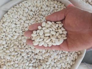 Wholesale white beans: Navy Beans White Pea Bean SC2 From Thailand