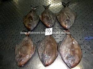 Wholesale Other Fish & Seafood: Frozen Black Pomfret