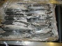 Sell sell Frozen Pacific Mackerel